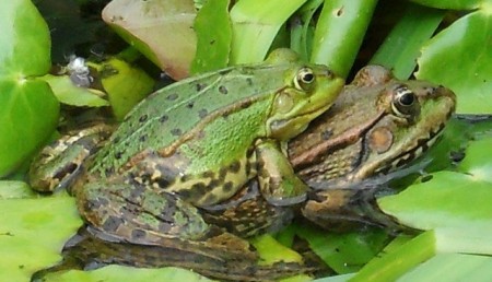 frogs-259647_640